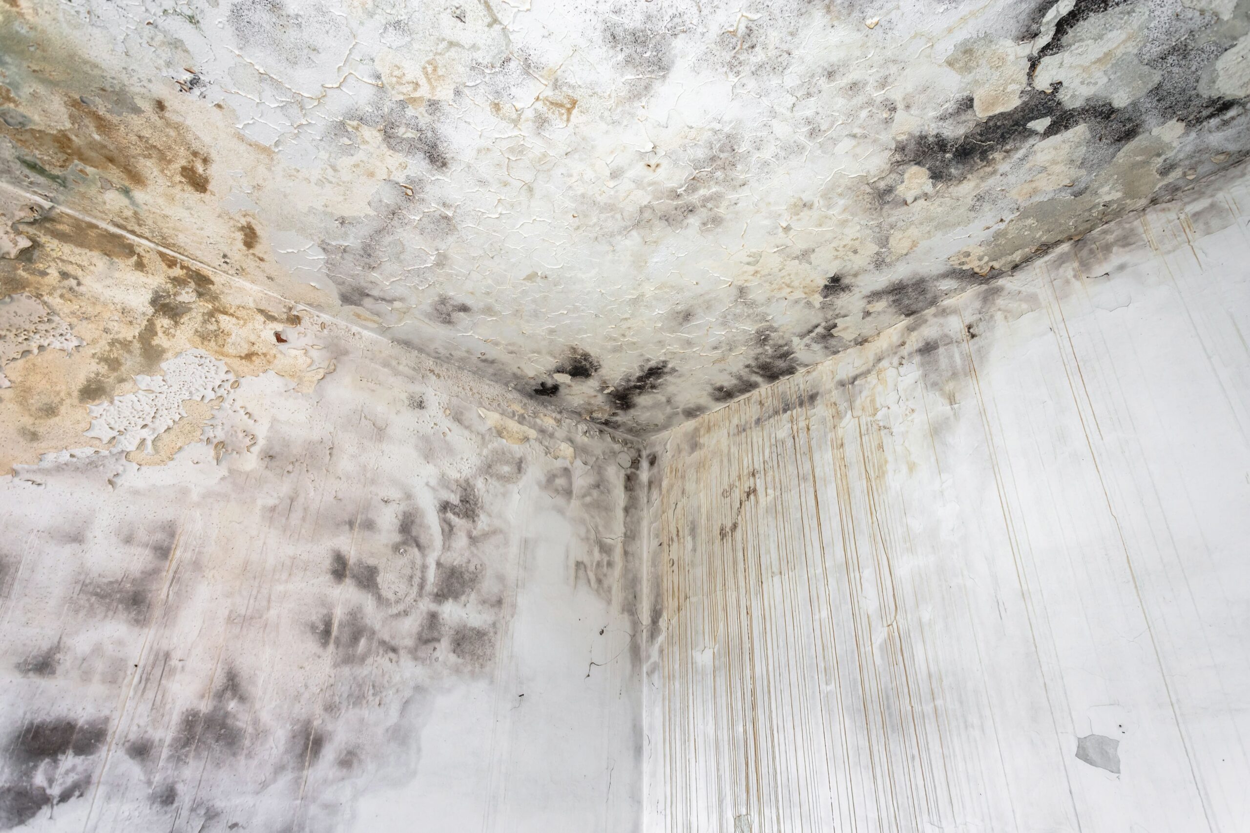 Comprar pintura térmica interior Imperlux Termic Indoor